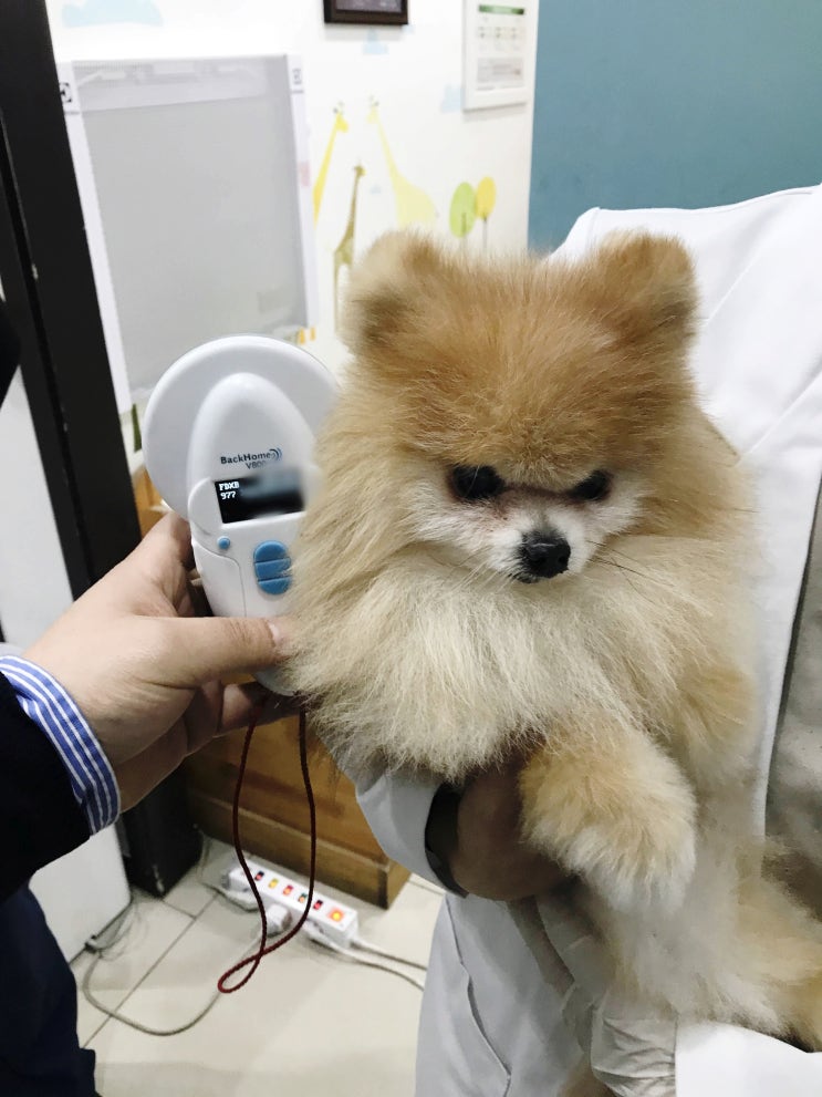 하와이 강아지 고양이 기내 탑승 데려가기 하와이 강아지 고양이 기내 탑승 데려가기