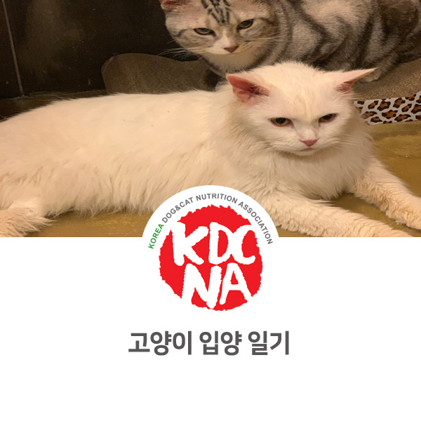  [반려동물 영양 전문 수제간식 창업] 한국반려동물구조협회 고양이 입양 후기_25
