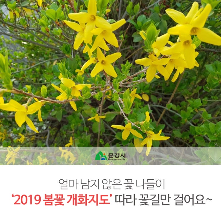  꽃길만 걸어요~'2019 봄꽃 지도' 따라 문경으로~*