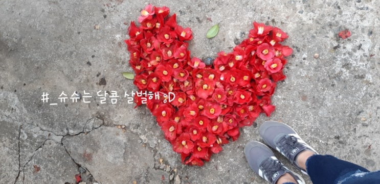  ,[2019/03/03#거제도 지심도에서]#동백꽃이 활짝 피었습니다 :D