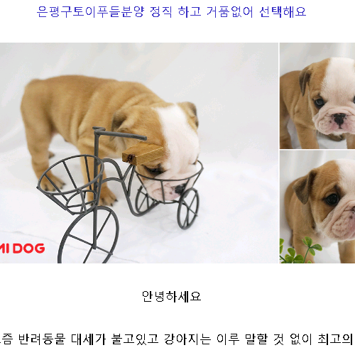  은평구토이푸들분양 정직 하견고 거품없어 선택해요