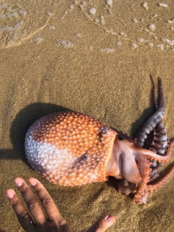  Ocythoe tuberculata ( Football octopus ) / Family Ocythoidae 의 1종