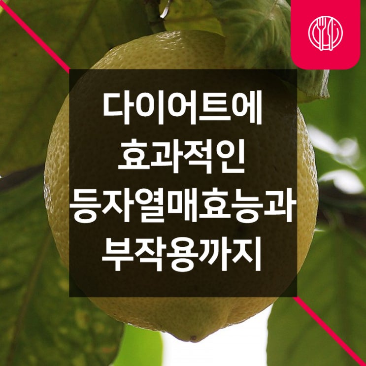  다이어트에 효과적인 등자나무 등자열매 효능과 부작용까지 알아봐요