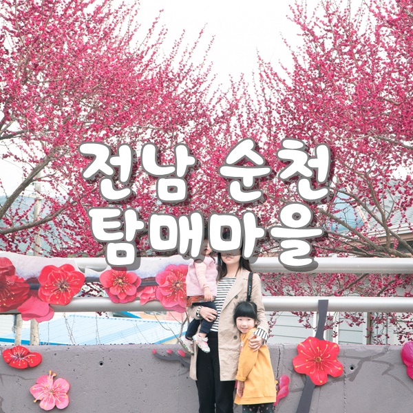  [순천여행] 홍매화가 만개해 향기가득한 탐매마을