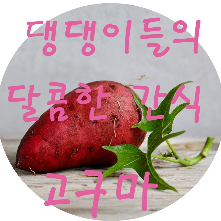  우리 사랑스러운 댕댕이,냥이를 위한 강아지,고양이 고구마 간식 얼마나 어떻게 줘야할까?