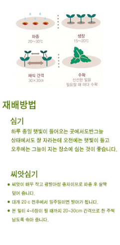  레몬밤 키우기 어렵지 않아요