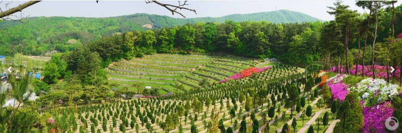 용인나무농장 가격을 알아볼까요?