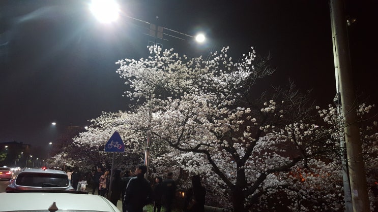 청주 무심천 2019년 우암산 상당산성 벚꽃개화시기 같이 알아볼까요?