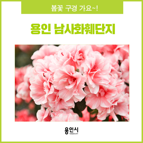 [용인 가볼만한 곳] 국내 최대 용인 남사화훼단지(집하장)으로 봄꽃 구경 가요!
