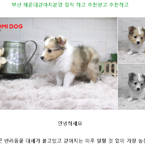  부산 해운대강아지분양 정직견 하고 추천받고 추천하고