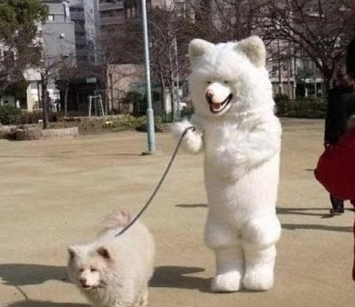  잘 놀던 강아지가 갑자기 아파해요