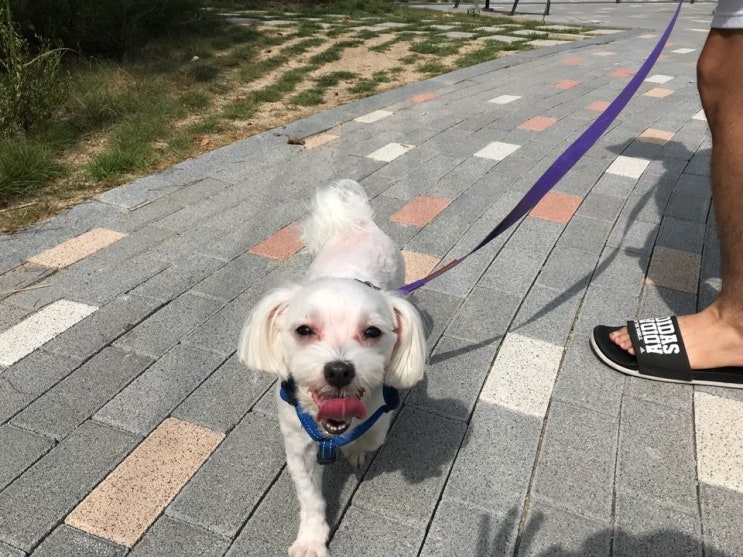  강아지 문제행동 해결의 첫걸음은 올바른 산책!