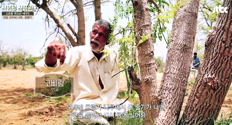  인도모링가 어떻게 만들어질까요?