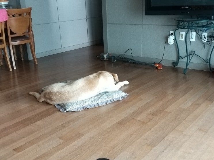  동물농장 신사견 아가(125)깡순이와의 만남