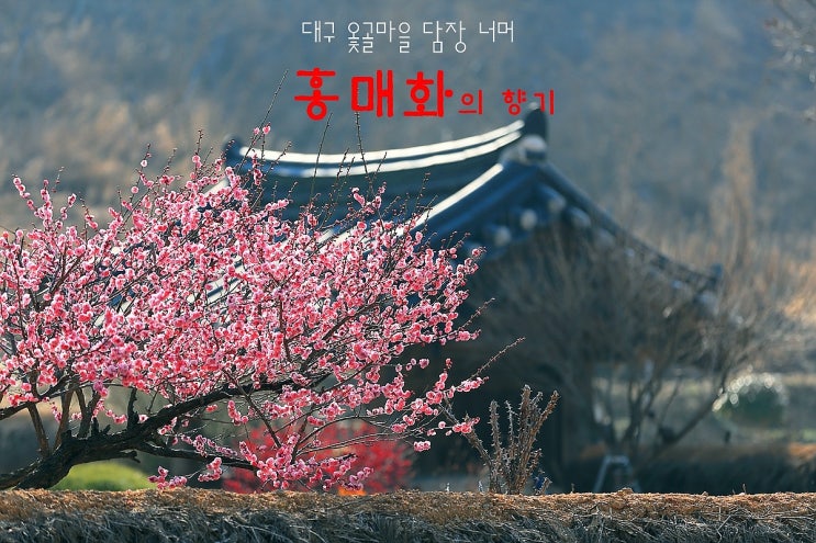  대구 옻골마을 옛 담장 너머 홍매화의 향기