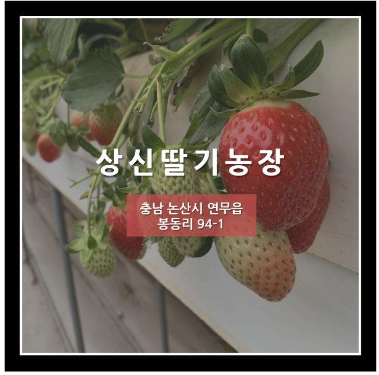  [상신딸기농장의 노을진 모습] 상신딸기농장, 논산딸기농장, 상신딸기, 딸기농장, 논산상신딸기, 맛있는딸기, 고설딸기, 고설농장