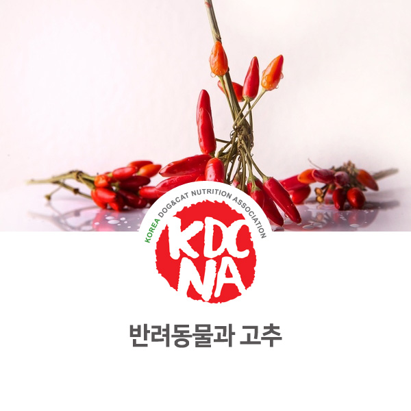  [강아지 고양이 영양 정보] 반려동물이 고추를 먹었을 때 대처 방법_52