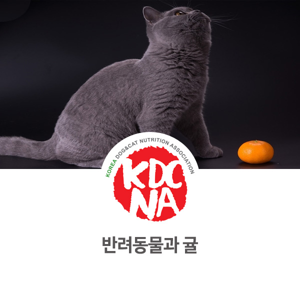 [강아지 고양이 영양 정보] 반려동물 귤 펫푸드로 먹어도 되나요?_27