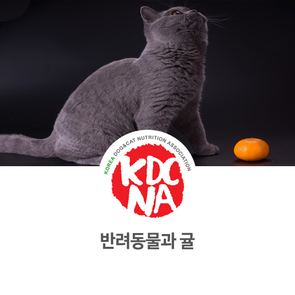 [강아지 고양이 영양 정보] 반려동물 귤 펫푸드로 먹어도 되나요?_27