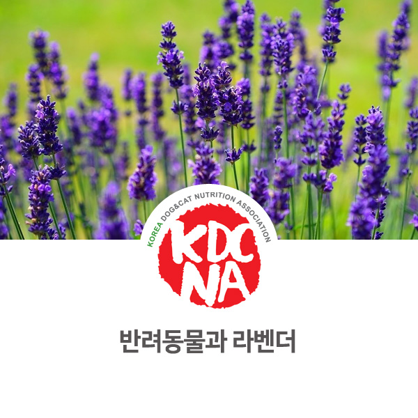  [강아지 고양이 영양 정보] 반려동물 라벤더 효능 알아보기_18