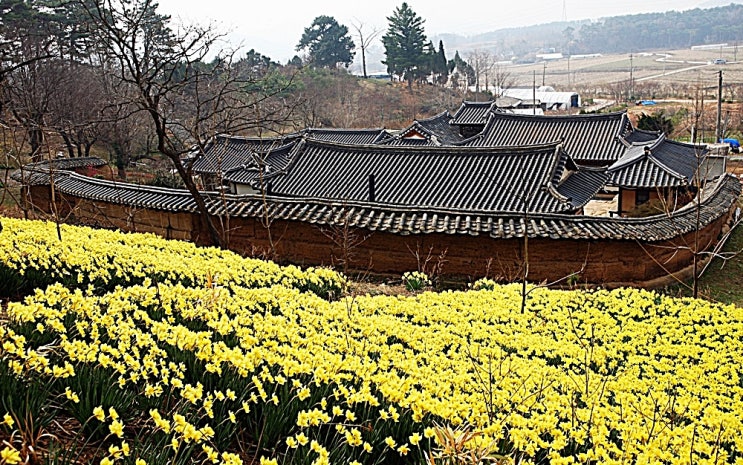  서산여행 2019 유기방가옥 수선화축제 커피부스 운영예정