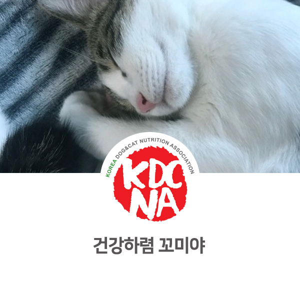 [영양 전문 애견 수제간식 창업] 새끼고양이 입양처 구하기 완료_12