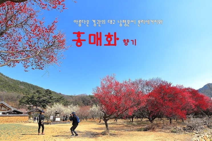  아름다운 경관의 대구 남평문 씨 본리세거지와 홍매화 향기