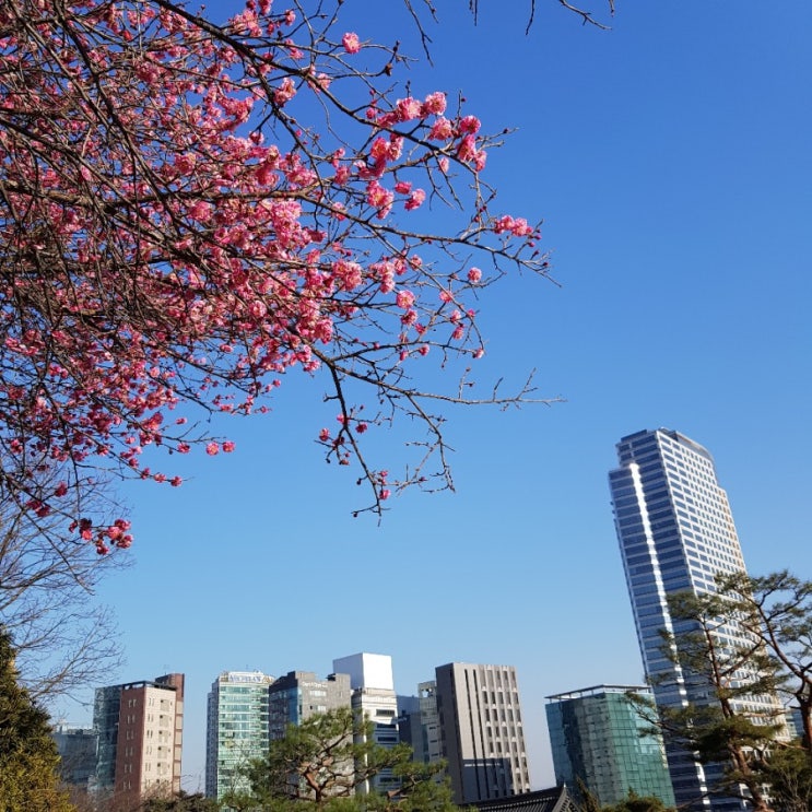 봉은사 서울도심사찰 홍매화로 봄을 알리다 봉은사 서울도심사찰 홍매화로 봄을 알리다