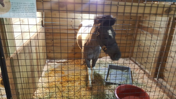  공주실내동물원- 노라쥬zoo  2