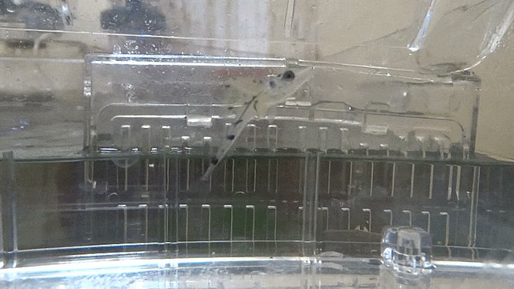  Hoplichthys langsdorfii   ナツハリゴチ 가시양태 /  가시양태과 ( Family Hoplichthyidae ) 의 1종
