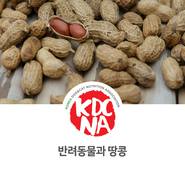 [강아지 고양이 영양 정보] 반려동물 견과류 땅콩 먹어도 되나요?_40