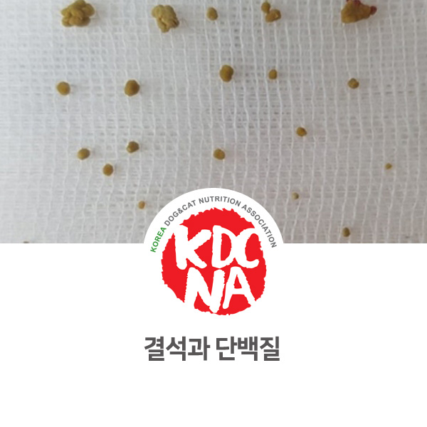  [강아지 고양이 영양 정보] 반려동물 신장 결석과 단백질_55