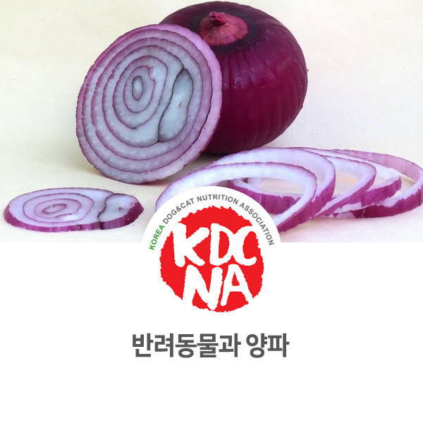  [강아지 고양이 영양 정보] 반려동물 양파의 위험성_62