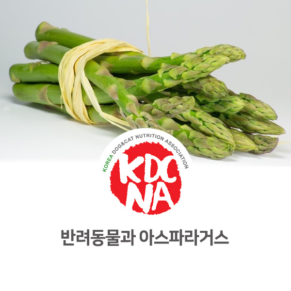  [강아지 고양이 영양 정보] 반려동물 아스파라거스 먹을 수 있을까?_10