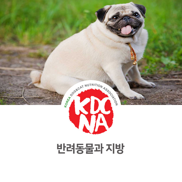 [강아지 고양이 영양 정보] 반려동물 지방의 역할 알아보기_23