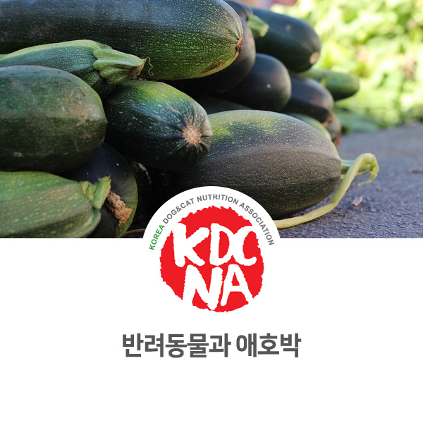 [강아지 고양이 영양 정보] 반려동물 식재료로 애호박이 주는 기능_34