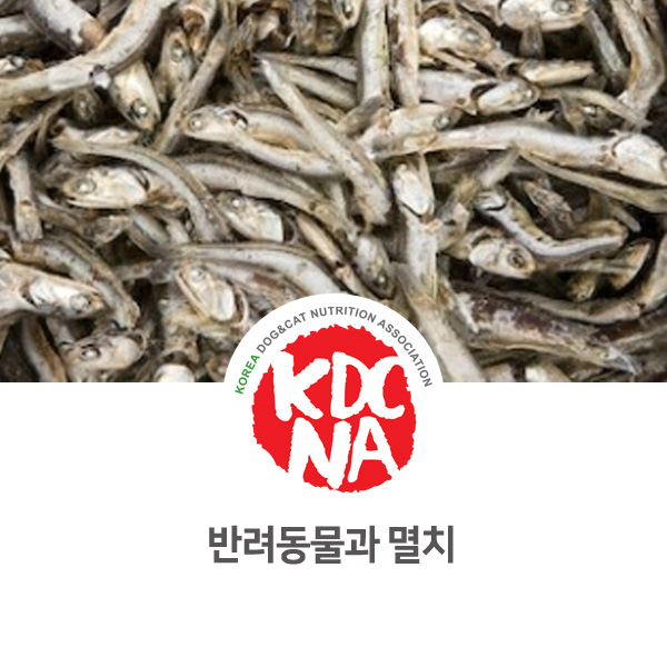  [강아지 고양이 영양 정보] 반려동물 식재료 멸치 알아보기_05