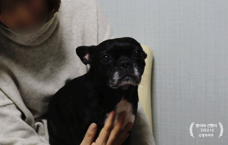  강아지 마사지 레벨1 아카데미반 모집합니다
