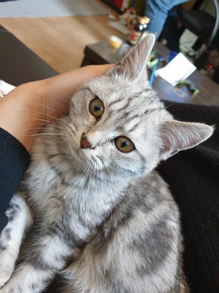  새로운 식구 쿠키 /길냥이/아메리칸 숏헤어/5개월/이갈이중