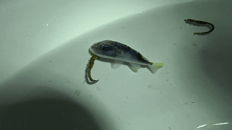   은밀복 (?) Lagocephalus spadiceus    シロサバフグ / 참복과 (Family Tetraodontidae) 의 1종