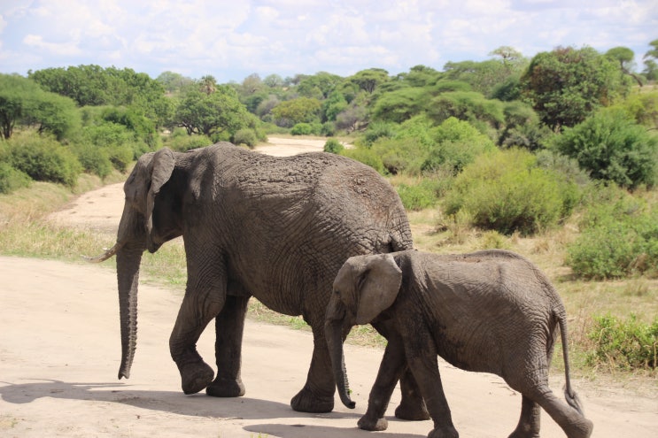 [아프리카여행 44일차]탄자니아 세렝게티 3박4일 투어_첫째날, 타랑기레 국립공원(Tarangire National Park) 게임 드라이브