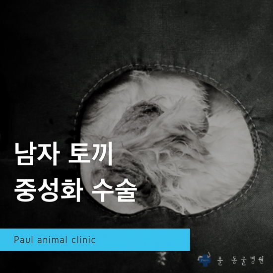  토끼 중성화 수술, 토끼 진료 & 성남 분당 24시 폴 동물병원(정자동, 용인, 판교, 수지, 오포)