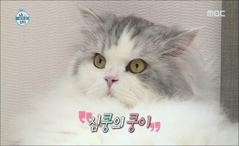 윤균상 고양이 이름 쿵이 몽이 또미 솜이