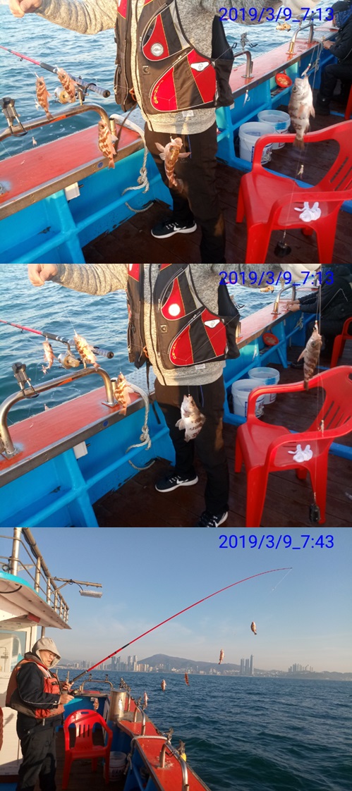  부산 배낚시 해운대 선상낚시/왕우럭과 간판급 스타 knn 전수진 아나운서까지!!!우,열,볼,전,고 다양항 어종들!!!