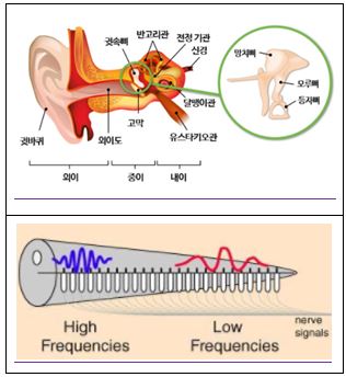 귀를 통한 소음진동 감지 메카니즘