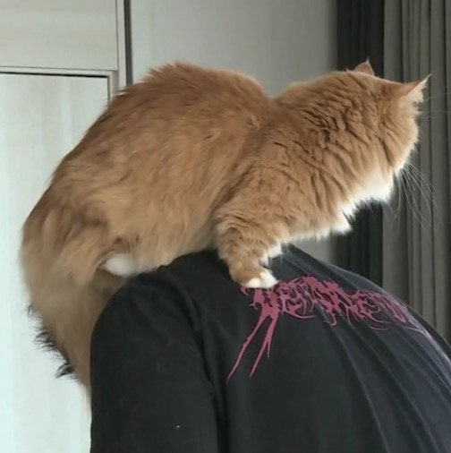 윤균상 고양이 남다른 애정 파양묘 키우기