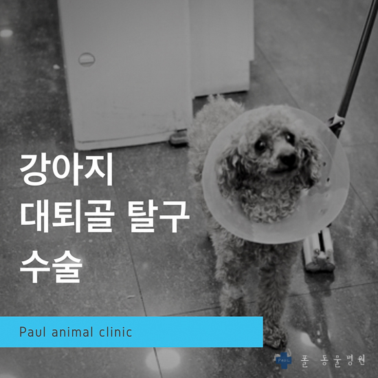 강아지 고관절 수술, 뒷다리 대퇴골두 수술 & 분당 폴 동물병원(24시 진료, 정형외과)