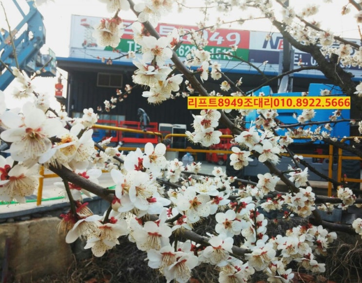 꽃향기 가득한 경남 봄축제  소개해봐요.
