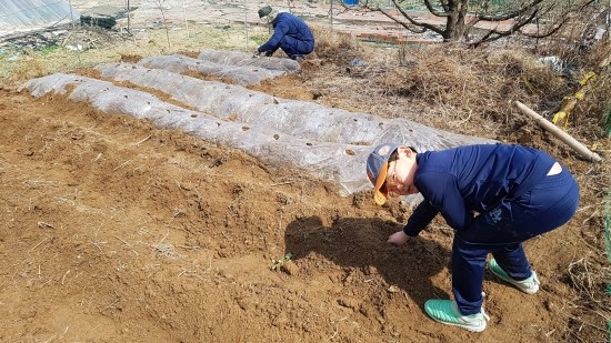  텃밭농사 _ 감자심기와 퇴비만들기