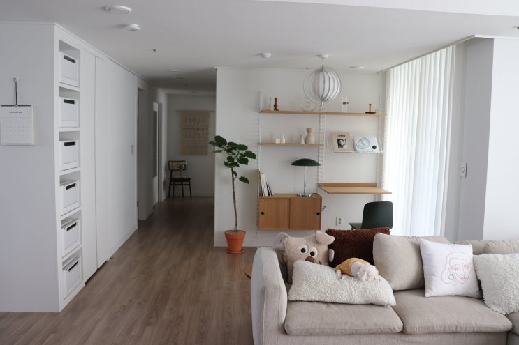  [the끌림마켓] 미세먼지 정화식물 #휘카스움베르타 특대형 화분 단독 진행 공구 (전국배송) ~3월14일까지